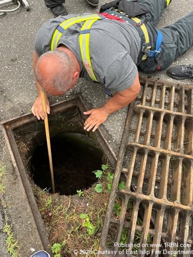 Five Ducklings Safely Reunited With Mother in East Islip