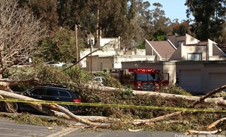 Multiple Eucalyptus Trees Topple Structures in San Diego