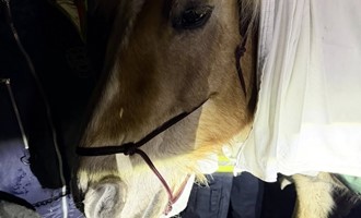 Injured Horse Safely Recovered After Wandering Route 119 in Rindge