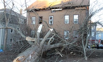 High Winds Take Down Massive Tree