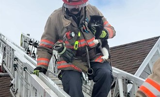 Tuxedo Cat Rescued from Rooftop by Local Firefighters and Animal Control
