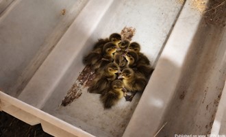 Lisbon Fire Units Assist Sabattus With Early Morning Barn Fire, Rescue Eight Ducklings