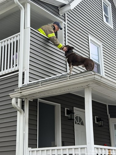 Dog Safely Guided Back Inside by Binghamton Firefighters