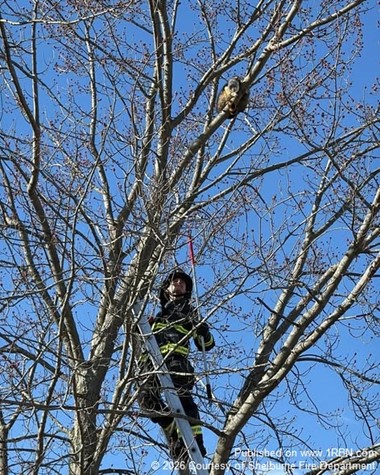 Shelburne Firefighters Help Raccoon in Unusual Tree Rescue