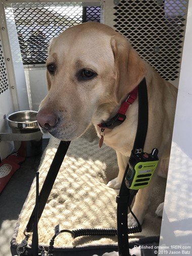 Reading Fire Department K9 "Gracie"