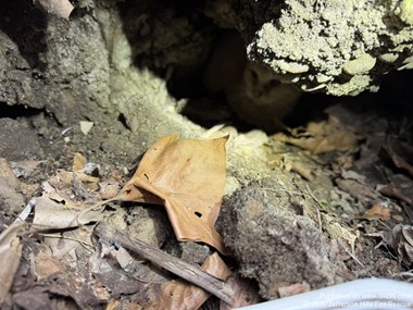Cat Rescued from Creekside Hole, Escapes Moments Later