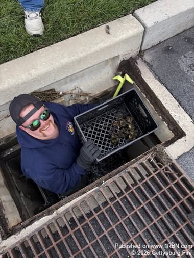 Ducklings Rescued from Storm Drain in Swift Gettysburg Response