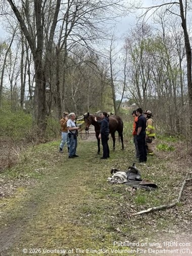 Ellington Crews Respond to Horse Rescue