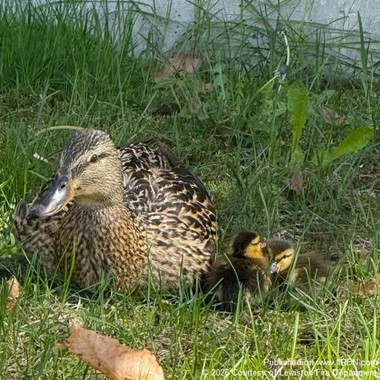 Lewiston Firefighters Rescue Ducklings from Storm Drain