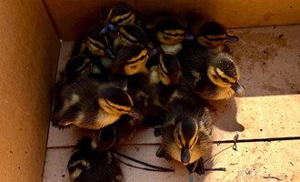 Bay Shore Crews Remove 11 Trapped Ducklings Behind Lowe’s