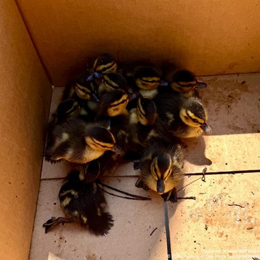 Crews Remove 11 Ducklings Trapped Behind Lowe’s