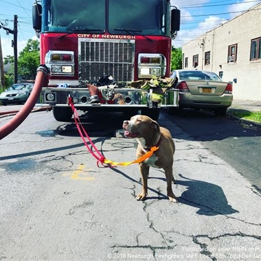 Nick the Fire Dog