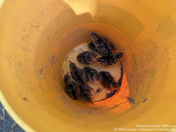 story image
