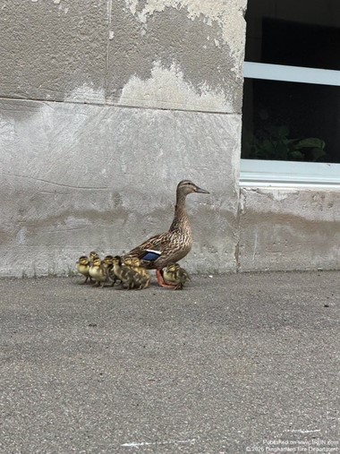 Firefighters Rescue Ducklings from Storm Drain on Hawley Street