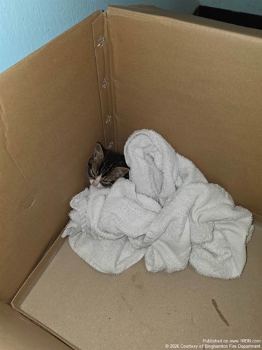 Binghamton Firefighters Rescue Cat From Storm Drain