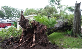 Resident, Dog Helped Out of Home After Tree Falls on Duplex in Ocala