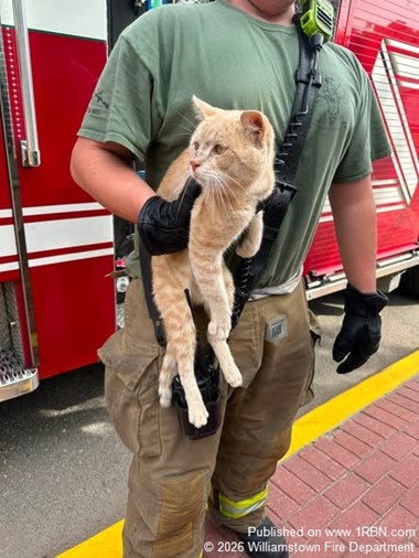 Firefighters Rescue Cat During Animal Rescue Incident