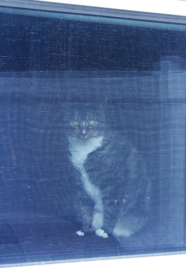 Elmwood Park buff cat