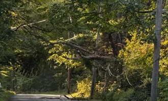 Fallen tree brings down power lines, closes Pleasant Street in Mendon