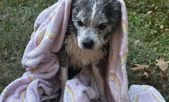 Candia Fire Rescued Dog from Culvert