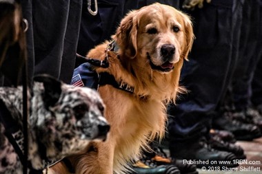 Memphis FEMA USAR Search Dogs