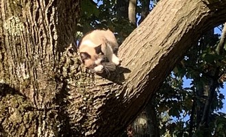 Firefighters Rescue Stranded Cat Before Fire Safety Presentation