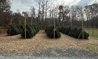 Christmas Tree Sale Opens Nov. 22 in Chatham Township