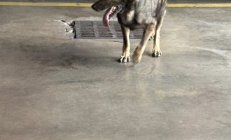 Another Lost Dog Finds Safe Haven at St. Marys Fire Station