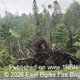 story img