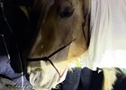 Injured Horse Safely Recovered After Wandering Route 119 in Rindge